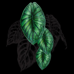 Anthurium - T-shirt Back Design