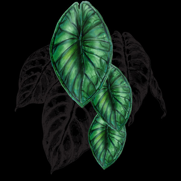 Anthurium - T-shirt Back Thumbnail